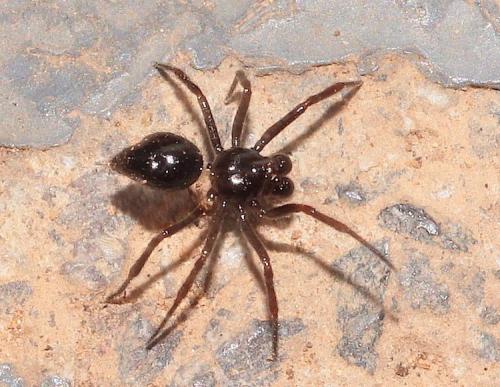 Réf. 275 318 : Euryopis episinoides
